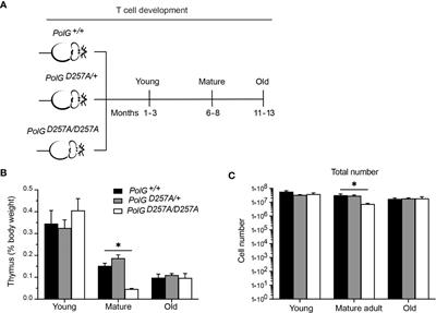 Effective differentiation of double negative thymocytes requires high fidelity replication of mitochondrial DNA in an age dependent manner